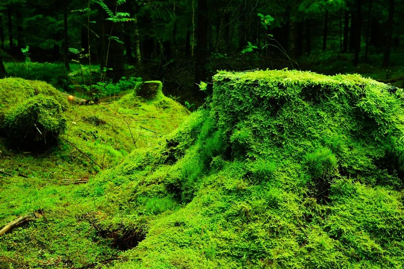 Secret Forest